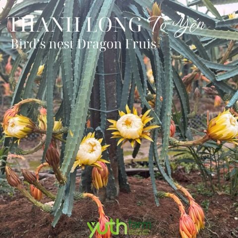  Cây giống thanh long Tổ Yến 