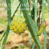  Cây giống thanh long Tổ Yến 