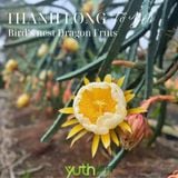  Cây giống thanh long Tổ Yến 