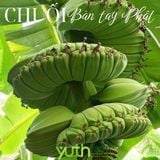  Chuối bàn tay Phật (Kg) 