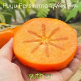  Hồng Fuyu Yuth Farm 