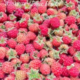  Phúc Bồn Tử (Rasberry) 