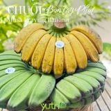  Cây giống chuối bàn tay Phật 