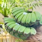  Cây giống chuối bàn tay Phật 