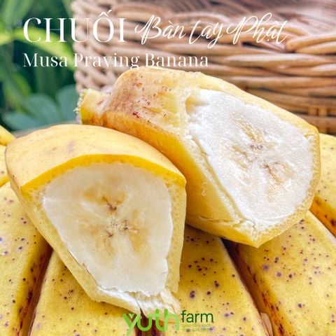  Cây giống chuối bàn tay Phật 