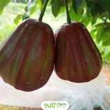  Cây giống mận Dalhari 