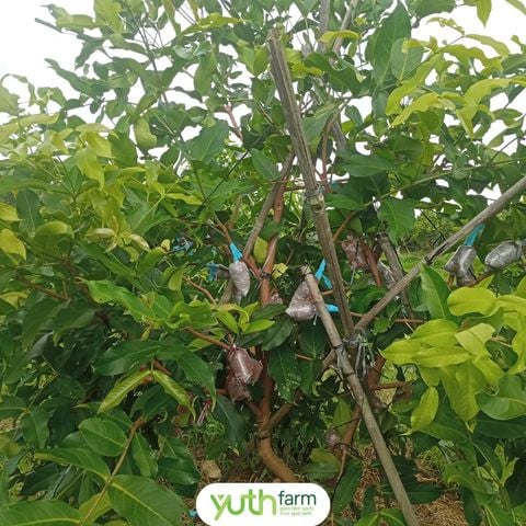  Cây giống mận Dalhari 