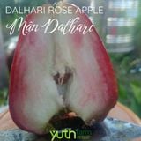  Cây giống mận Dalhari 