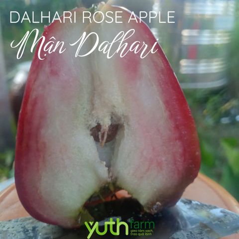  Cây giống mận Dalhari 