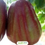  Cây giống mận Dalhari 