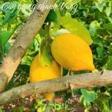  Cây giống chanh vàng Mỹ 