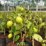  Cây giống chanh vàng Mỹ 