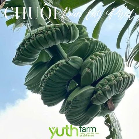  Cây giống chuối bàn tay Phật 