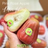  Cây giống mận Hồng MST 