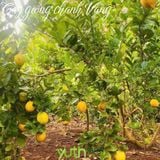  Cây giống chanh vàng Mỹ 