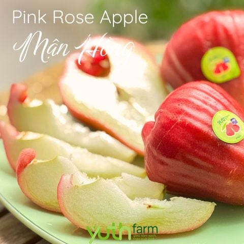  Cây giống mận Hồng MST 