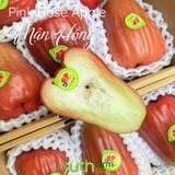  Cây giống mận Hồng MST 