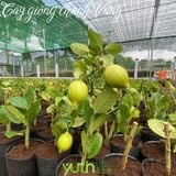  Cây giống chanh vàng Mỹ 