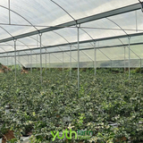 Việt Quất Yuth Farm 