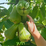  Cây giống mận Green Giant 