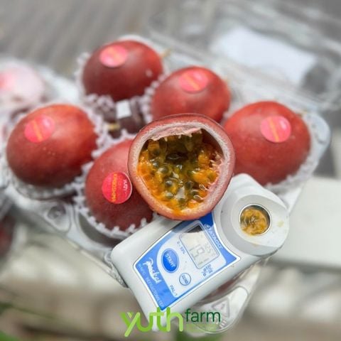  Chanh dây Kagoshima 