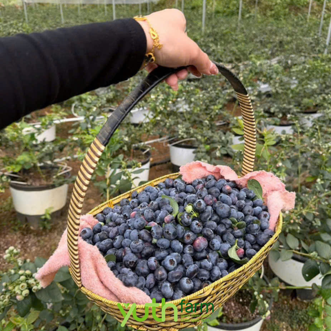  Việt Quất Yuth Farm 