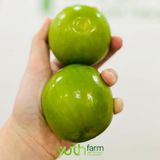  Táo sữa giống Đài Loan 