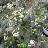  Việt Quất Yuth Farm 