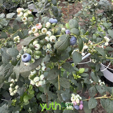  Việt Quất Yuth Farm 