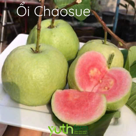  Cây giống ổi Chaosue 