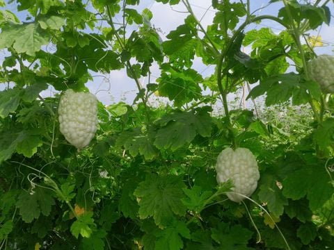  Khổ qua Tuyết Ngọc 