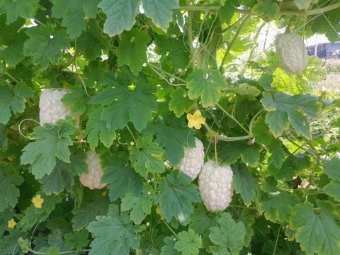  Khổ qua Tuyết Ngọc 