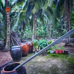 Chum Sành Bình Dương