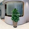  Trầu Bà Leo Cột Chậu Vàng Đồng 55cm 