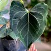  Authurium Clari Dark 