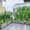  [Balcony] Set thiên điểu thái và phát tài núi đơn giản tạo mảng tường xanh 
