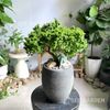  Linh Sam Bonsai Chậu Lu mini 