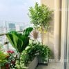  [Balcony] Ban công hoa và quả diện tích 4-5m2 