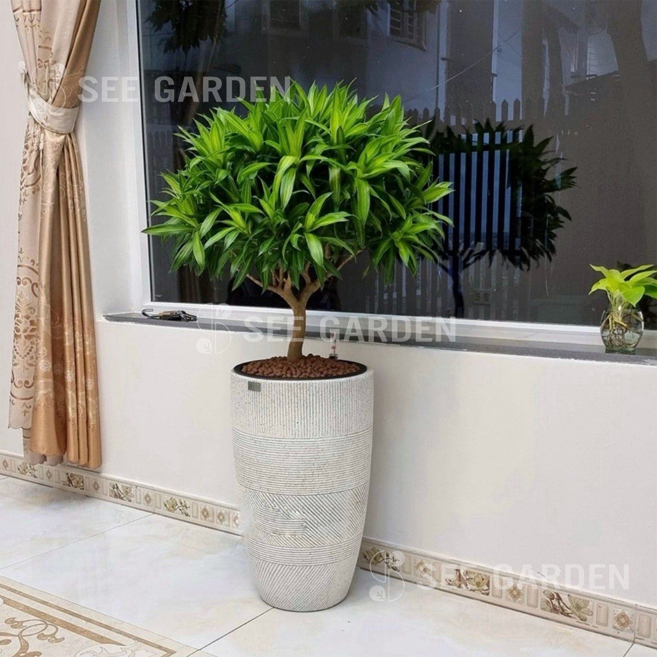  Trúc Bách Hợp Chậu Composite 