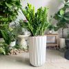  Kim Tiền Lớn Chậu K1 [Large ZZ Plant] 