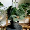  Authurium Clari Dark 
