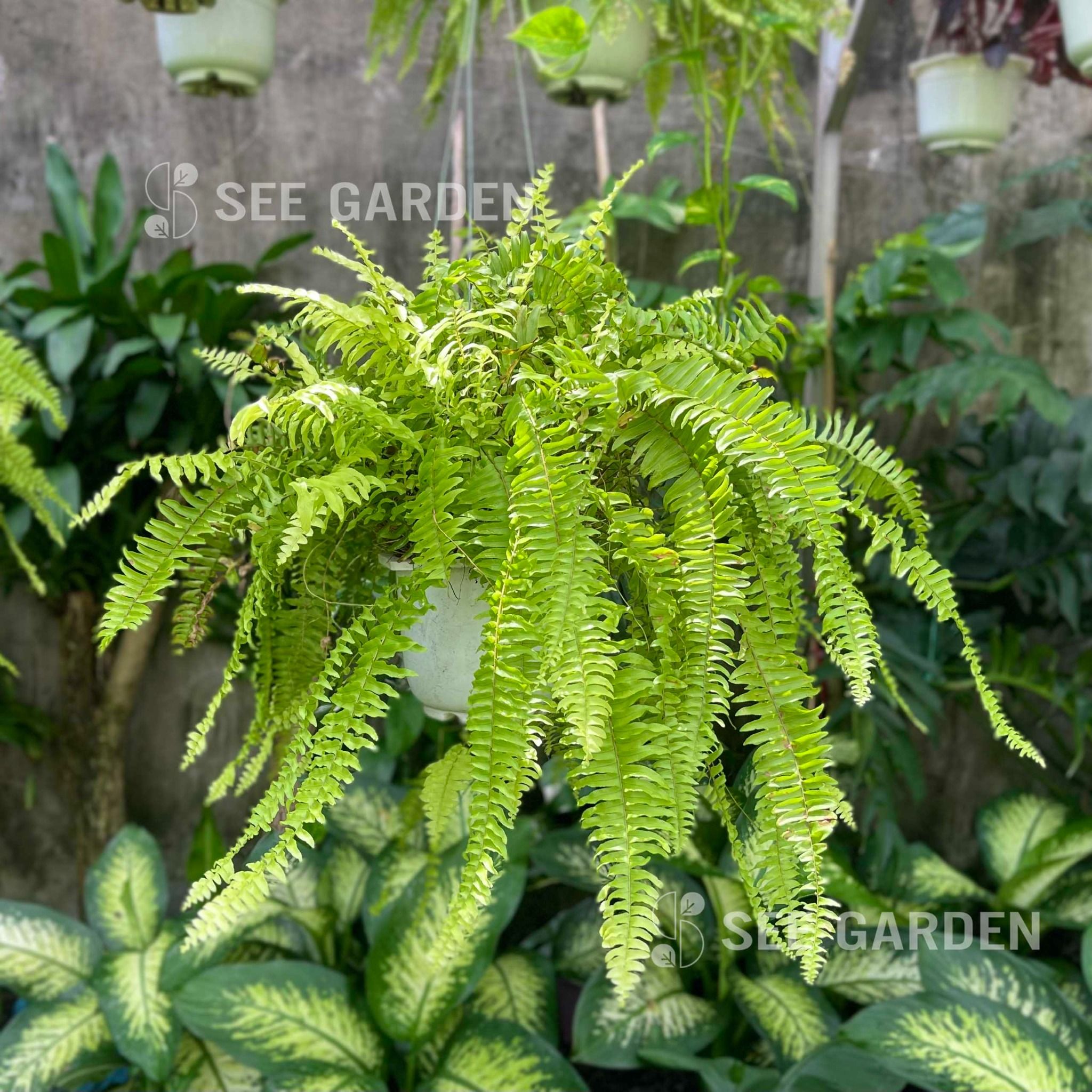  Dương Xỉ Rủ 