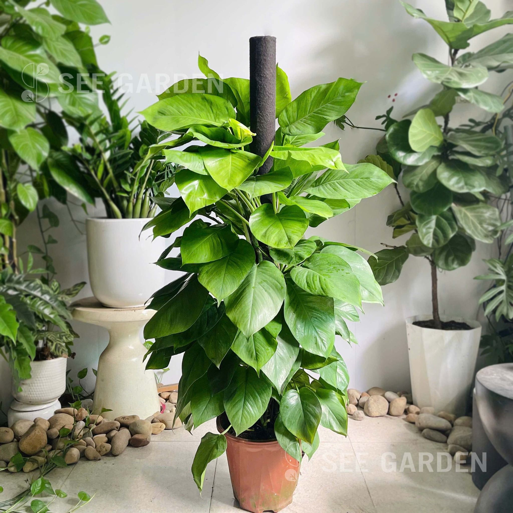  Trầu Bà Cột 