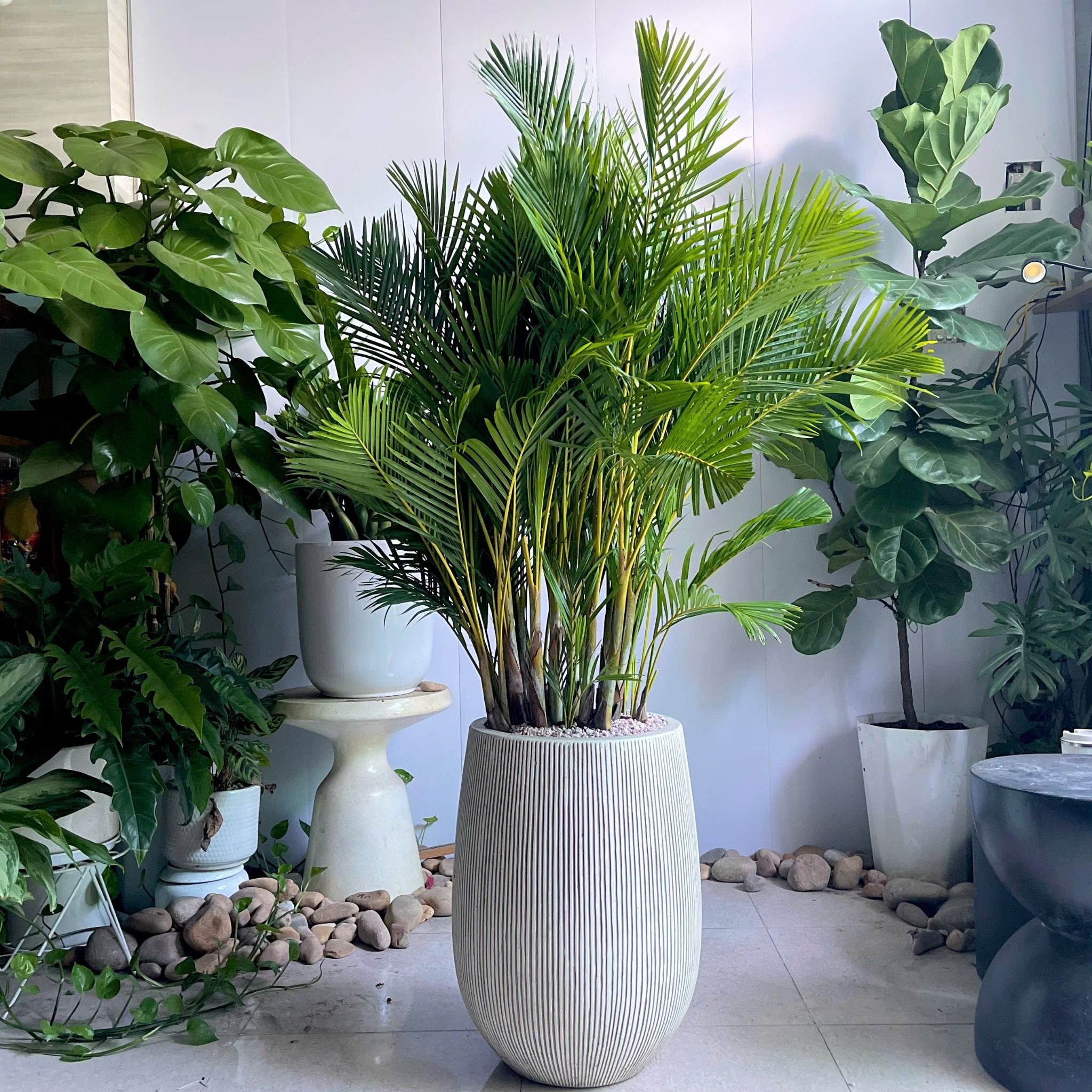  Cau Vàng Chậu Giọt Nước Trắng 