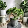  Linh Sam Bonsai 