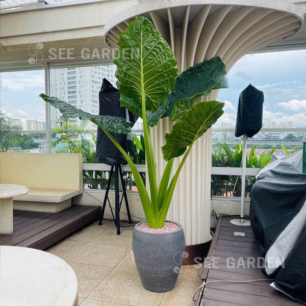 Ráy Tai Voi Size Đại – SeeGarden