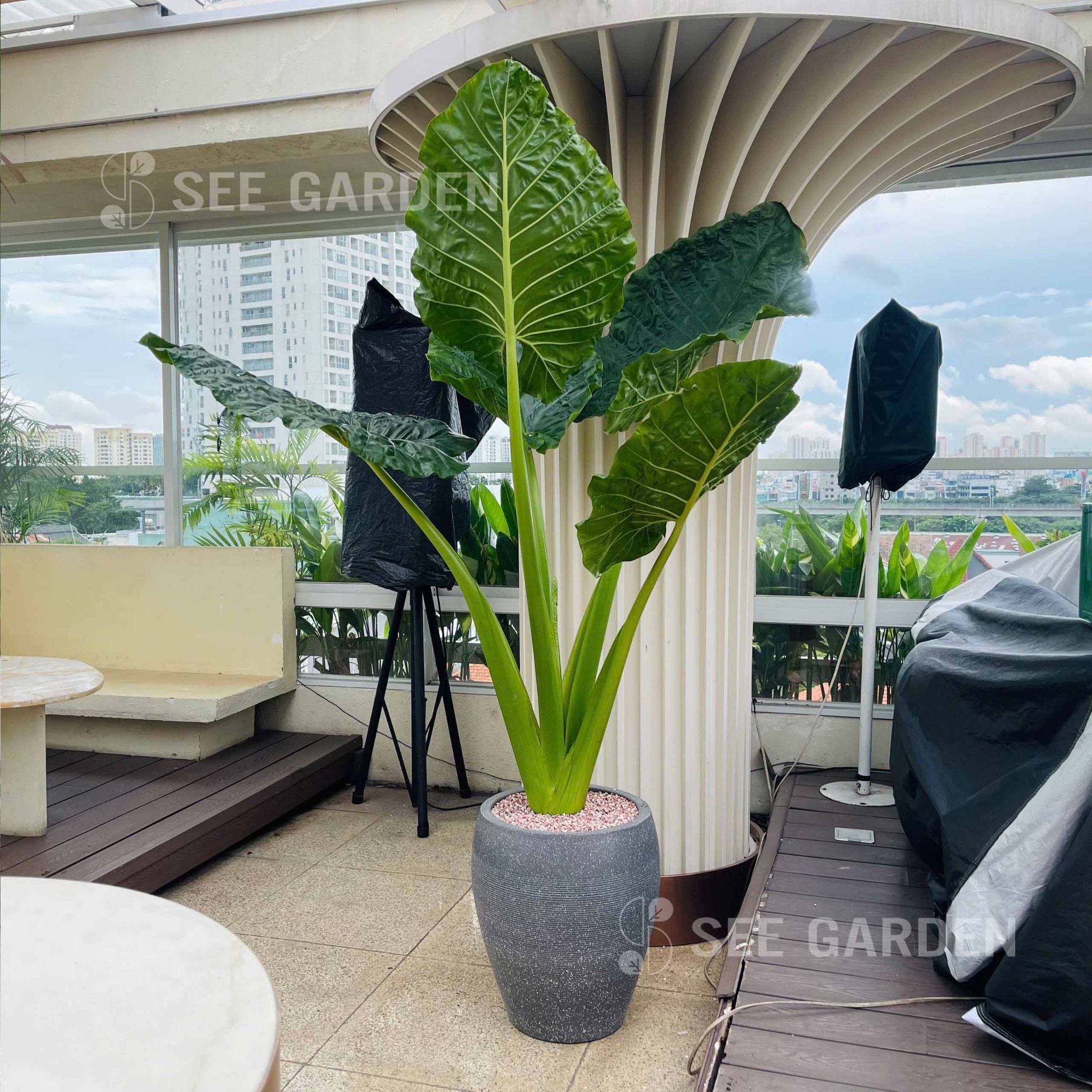  Ráy Tai Voi Size Đại 