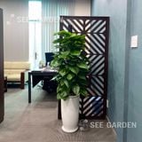  Trầu Bà Leo Cột LT2 [Pothos] 