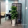 Trầu Bà Leo Cột LT2 [Pothos]