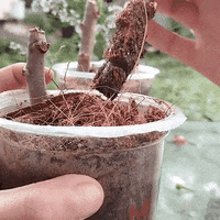 Siêu Kích Rễ HB101 Nhập Khẩu Nhật Bản - Giúp Cây Tăng Trường Và Phục Hồi Nhanh Chóng